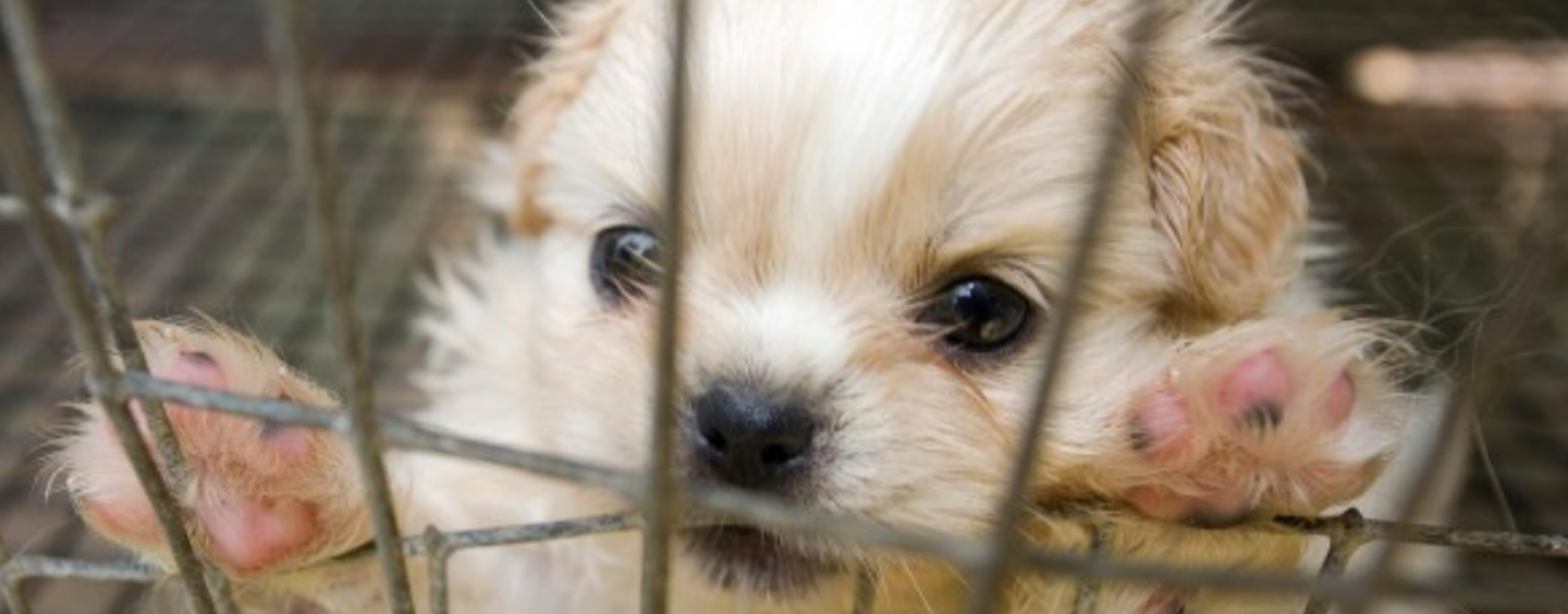 Swiss Startup Wants You to Record Your Pets on Blockchain to Stop Puppy Mills